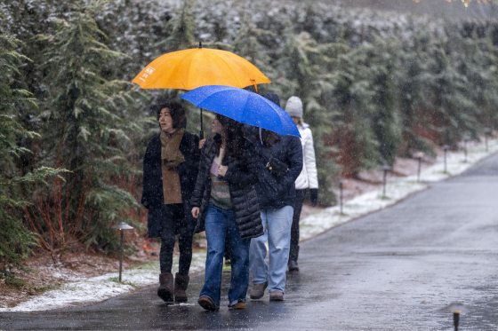 Four people walking along a paved path holding umbrellas while it snows.