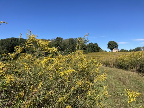 The Meadow Garden at Longwood Gardens featuring goldenrod and natural pathways.