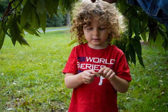 A child in a bright red shirt counting tree rings on a small slice of wood.