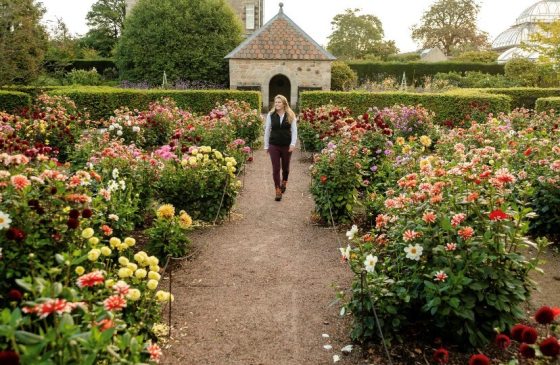 A person walking down a brick path with garden beds all around.