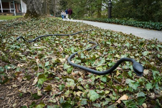 Two black iron snakes in a bed of ivy at Longwood Gardens.