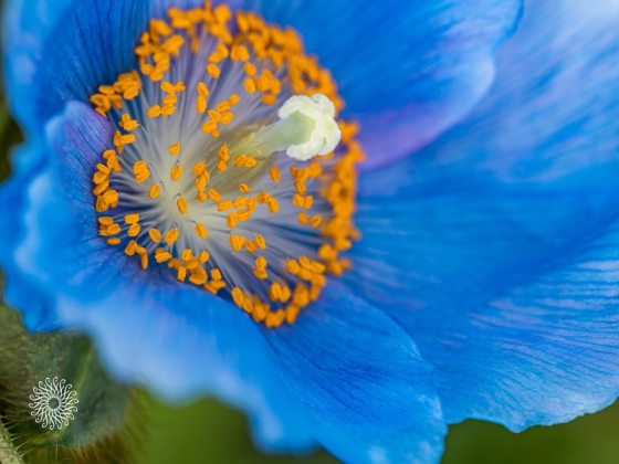 A close up image of a blue poppy flower, with blue petals and yellow pollen.