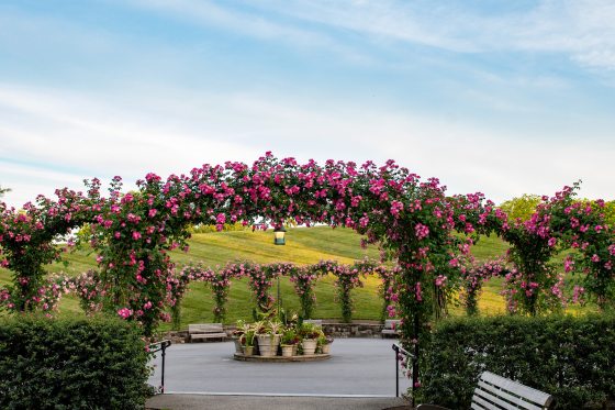 The rose arbor in bloom at Longwood with pink roses covering large arches.