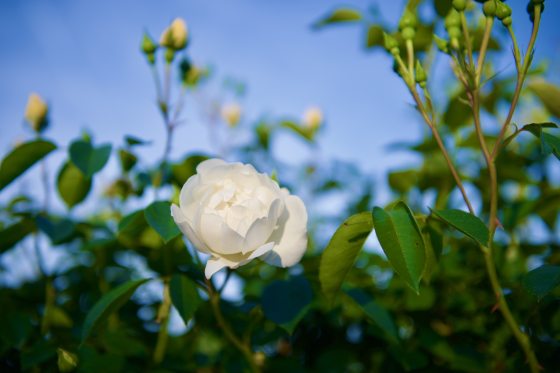 A white rose set against a bright blue sky.