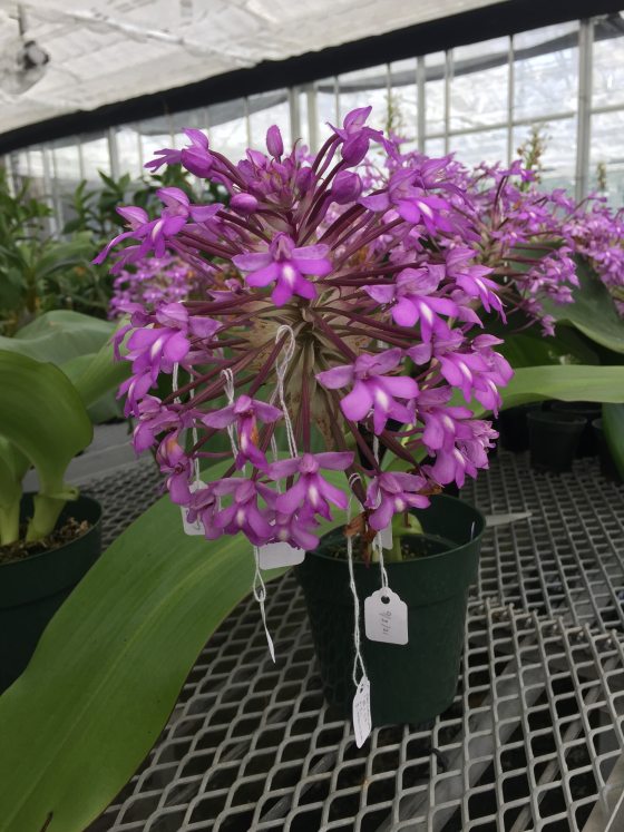 A pot of purple orchids sitting on a metal grate in a greenhouse.