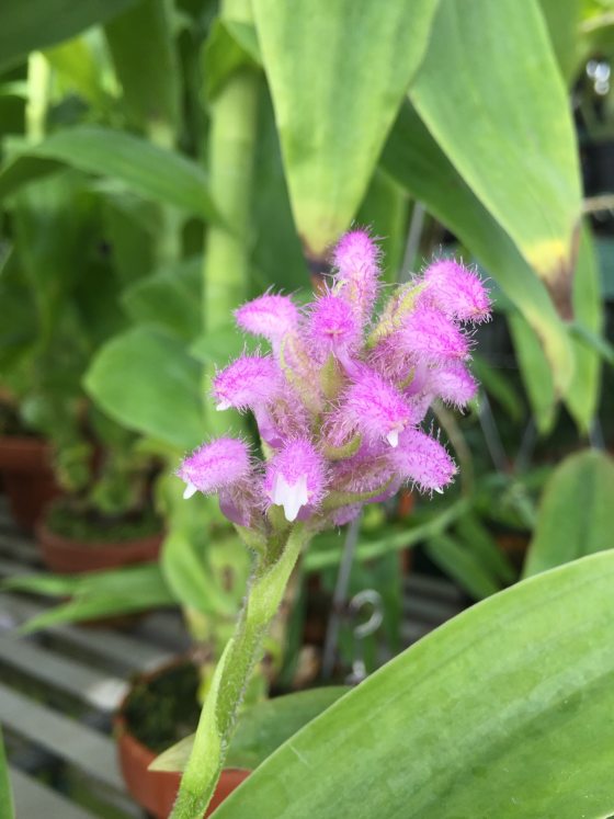 The small hairy purple flowers of a orchid. 