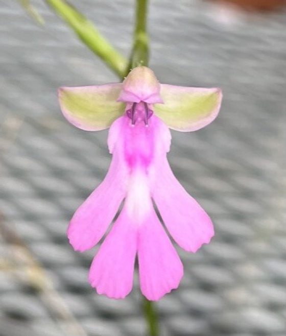A pink orchid with flowy petals inside a greenhouse nursery.