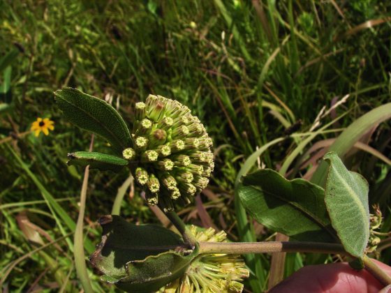 A green milkweed plant growing in a meadow.
