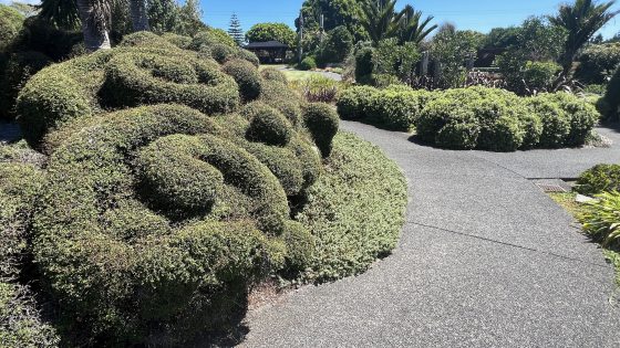 A topiary hedge in a spiral pattern along a concrete pathway.