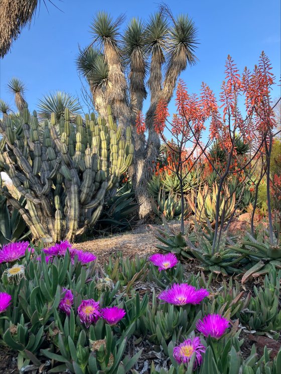 A desert garden featuring tall cactus and bright pink flowers. 