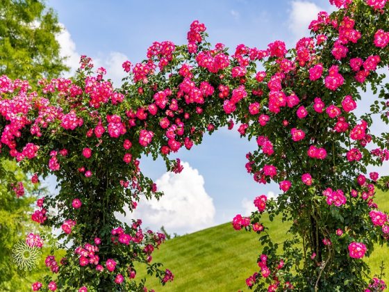 A rose arbor, featuring arches of bright pink roses blooming, set against a green hill and blue sky.
