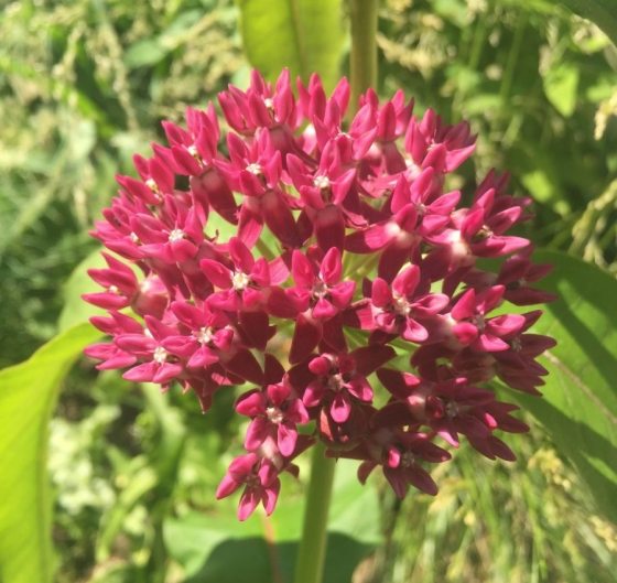 A close up of the flowers of a purple milkweed plant.