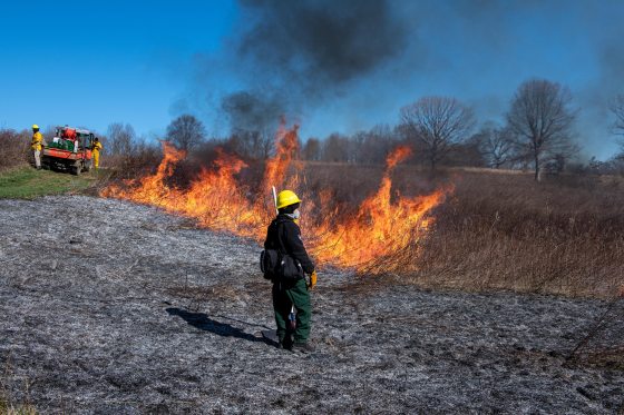 A person managing a meadow burn at Longwood Gardens.