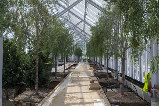 Acacia trees being planted along a path inside a conservatory.