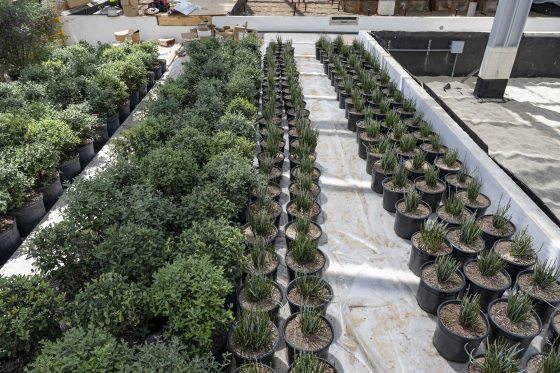 Rows of small potted plants on a table awaiting planting.