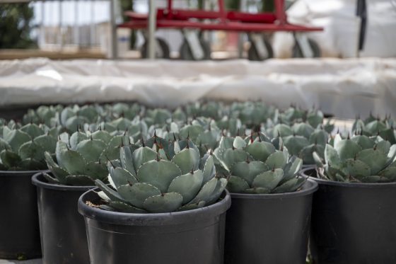 Small pots of agave. 