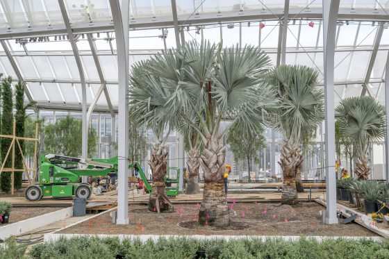 Six palm like trees being planted inside a conservatory.