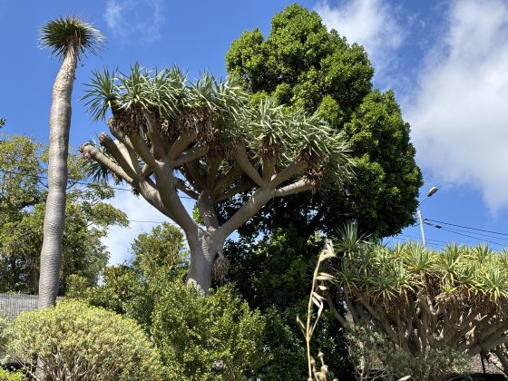 A dragon tree, featuring smooth bark and palm fronds sticking out of th top.
