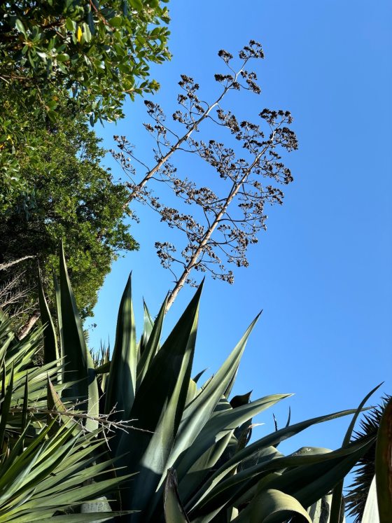 Flowering spikes of an agave plant set against a bright blue sky.