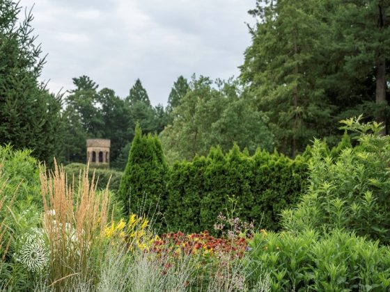 Tall wildflowers set in front of tall evergreen trees.