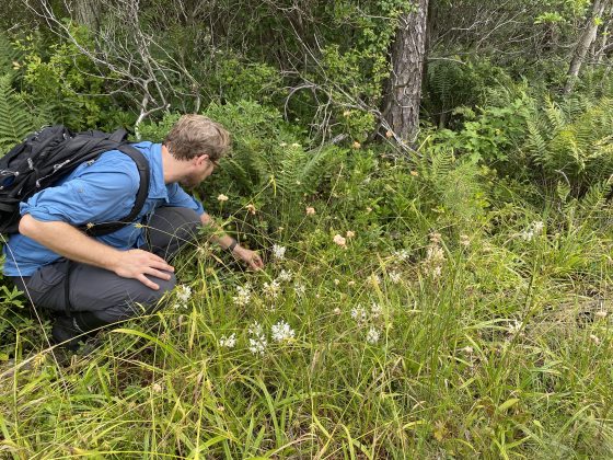 A man in a blue shirt searches for orchids amidst a lush terrain.