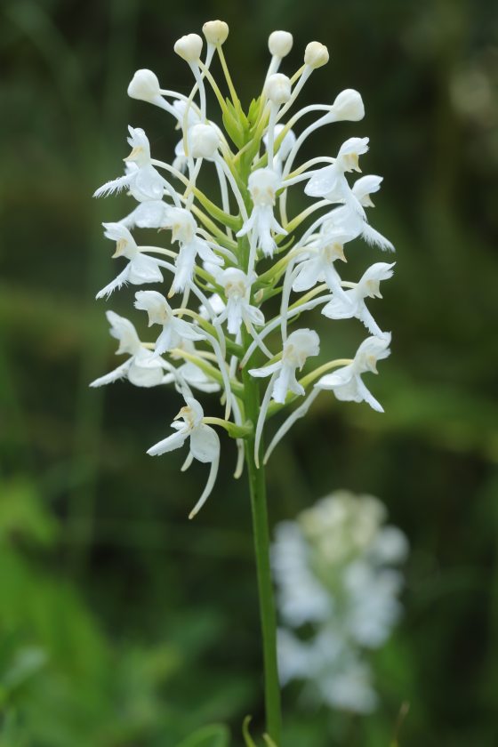 A white bog orchid with multiple blooms on one stem. 