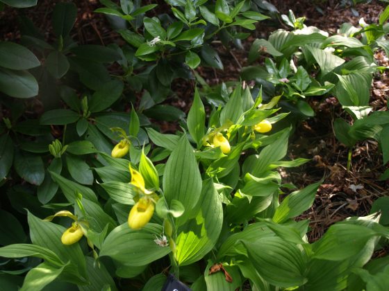 Greater yellow lady's slipper blooms in a shady area with green foliage and large yellow flowers.