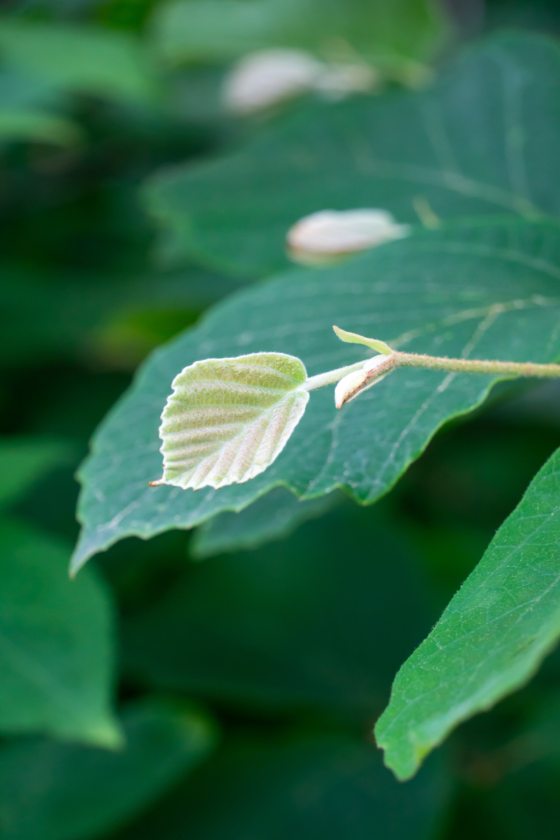 A small white-green leaf on top of a big green leaf of the big leaf witch hazel plant. 