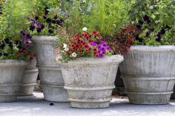 Five stone plant containers filled with late summer flowers and foliage.