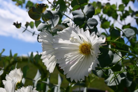 White cosmos blooms set in front of a bright blue sky.