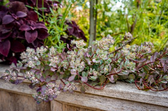 A close up of the trailing light purple and green Lidakense plant.