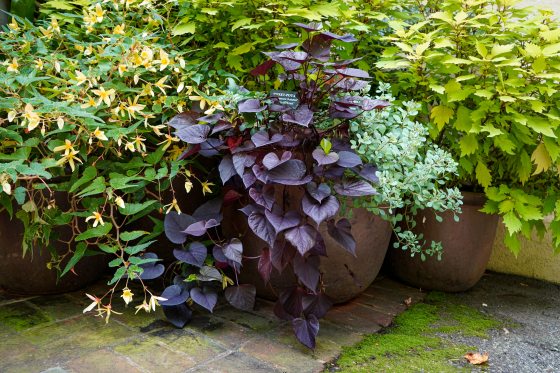 Terra Cotta plant containers filled with late summer foliage.