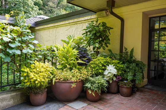 A handful of large terra cotta plant containers filled with green and yellow foliage outside of the Longwood Gardens Cafe.