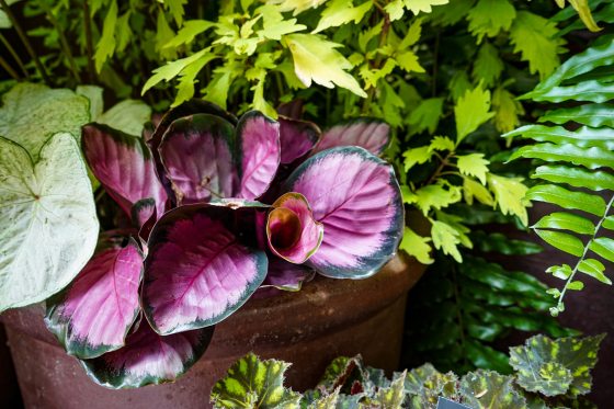 A purple and black plant set inside a terra cotta container. 