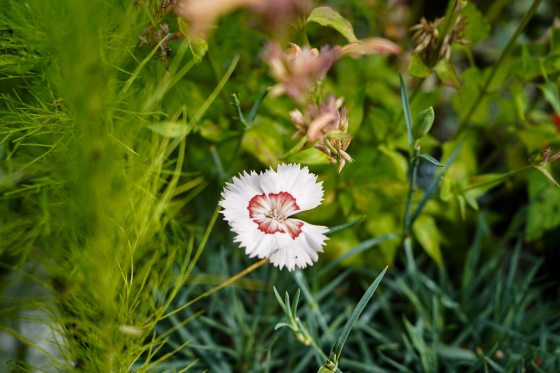 A white and peach flower growing in a container garden.