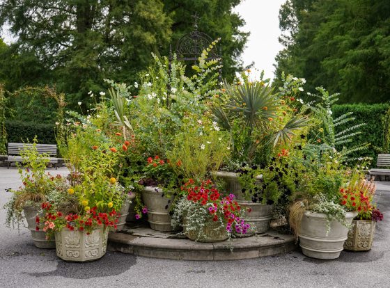 Many containers of summer plants at the Rose Arbor of Longwood Gardens.