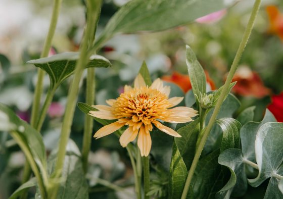 A light orange echinacea flower surrounded by green foliage.