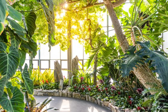 The Cascade Garden at Longwood Gardens featuring tropical foliage and a beam of sunlight through the windows.