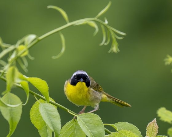 A yellow and black bird resting on a plant.