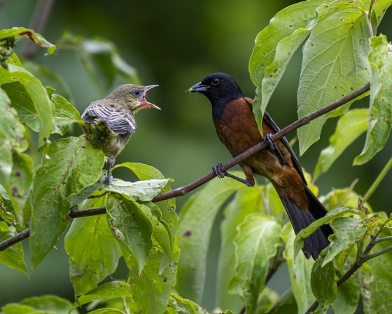 A baby oriole and its parent on small branch.