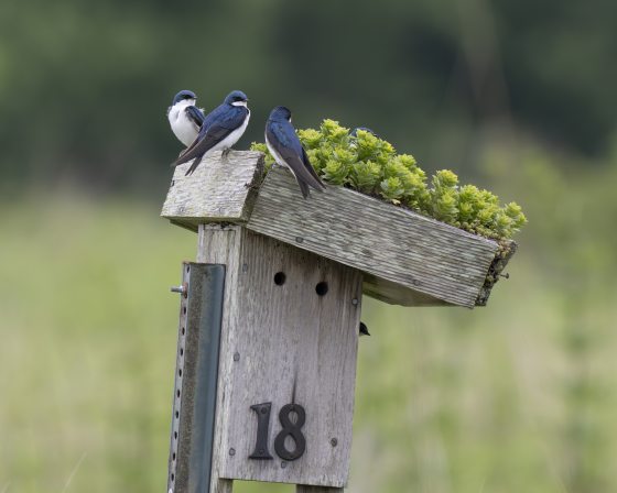 Two tree swallows resting on a birdhouse in a meadow.