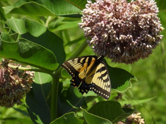 A milkweed plant with swallowtail butterflies on it. 