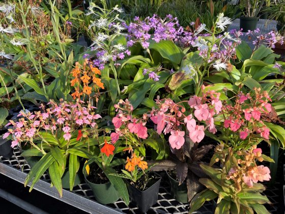 A collection of Habenaria plants in plastic pots.