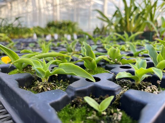 Small seedlings growing in plastic pots in a nursery.