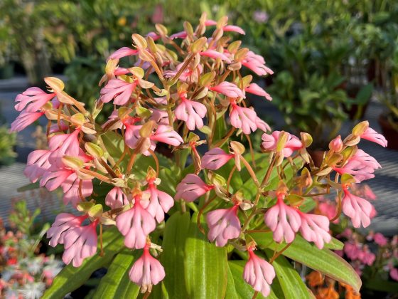 A plant with pink petals and green foliage growing outdoors.