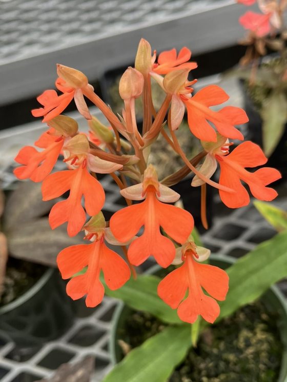 Orange blooms on a Habenaria plant.