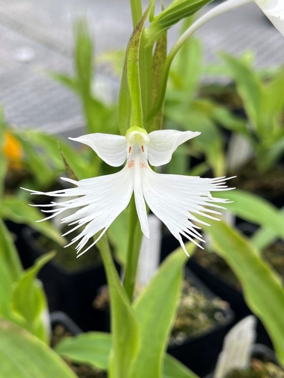 A white orchid bloom on green foliage growing in a nursery. 