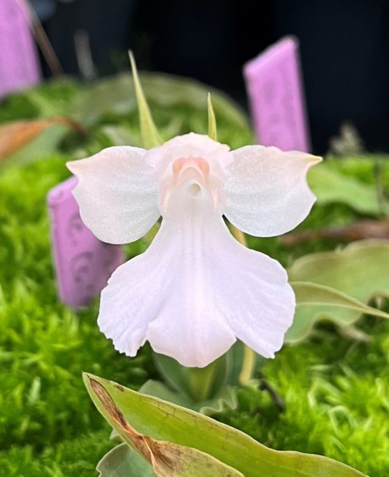 A white orchid bloom on green foliage growing in a nursery. 