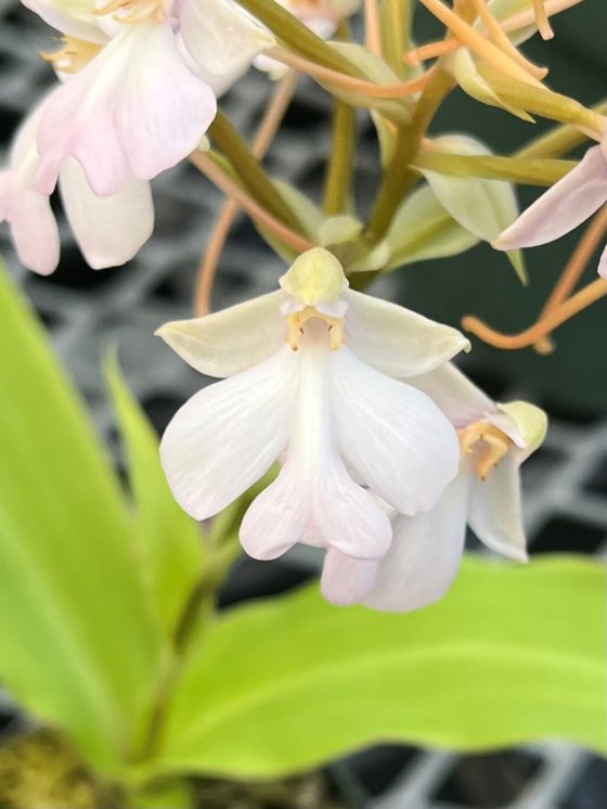 A white orchid bloom on green foliage growing in a nursery. 