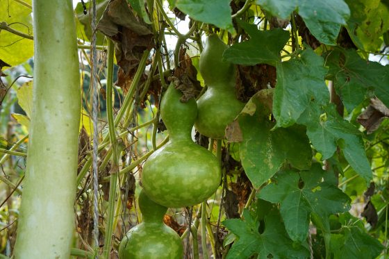 Birdhouse gourds growing on a vine at Longwood Gardens.